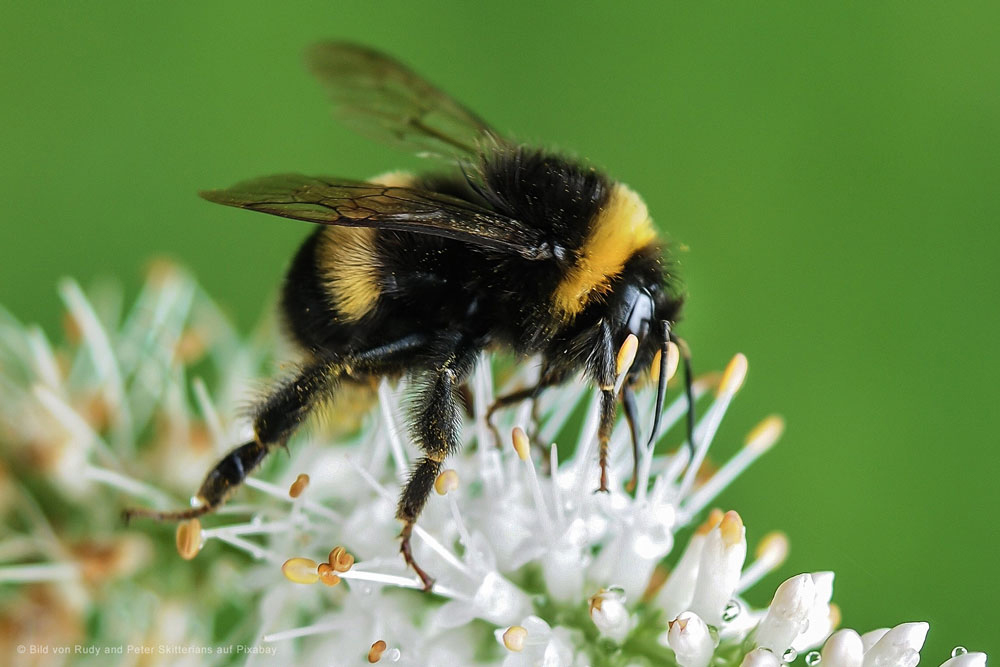 Foto Hummel auf Blüte